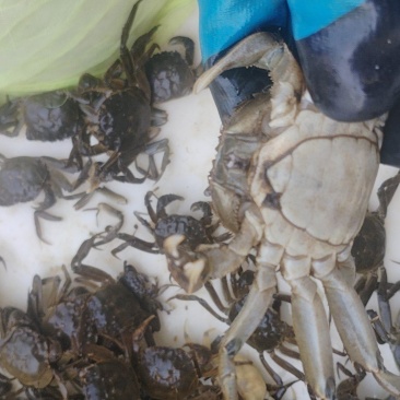 精养塘大量精品六月黄,黄香肉鲜。欢迎咨询