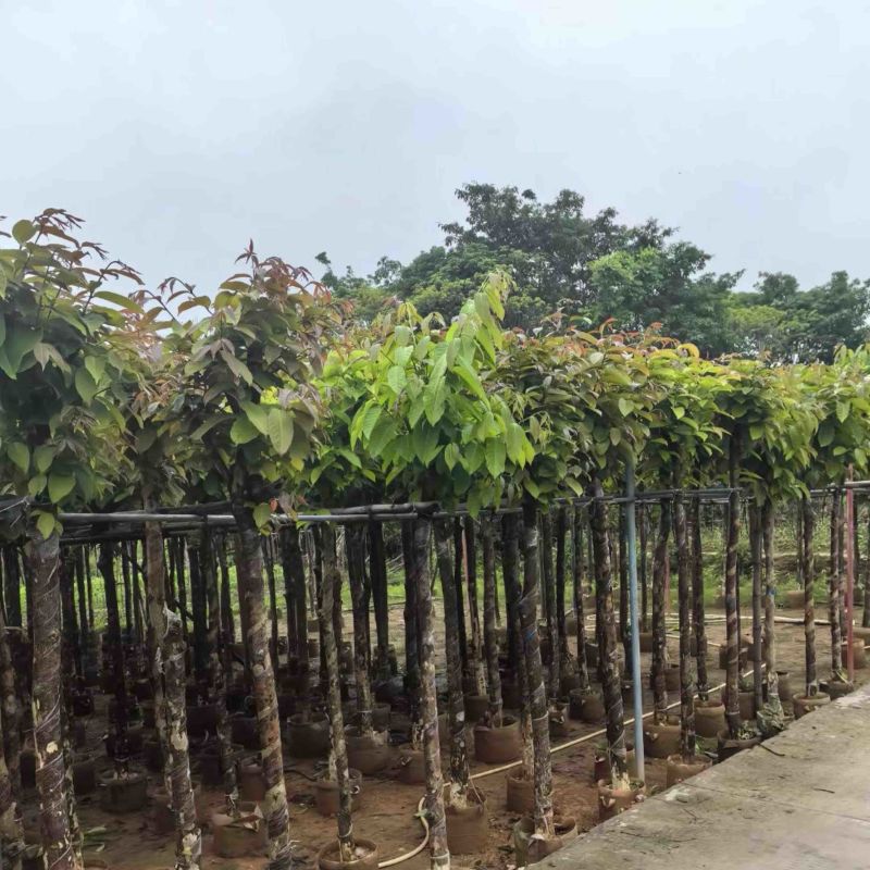 大叶紫薇5～15公分基地直销规格齐全欢迎老板来电咨询