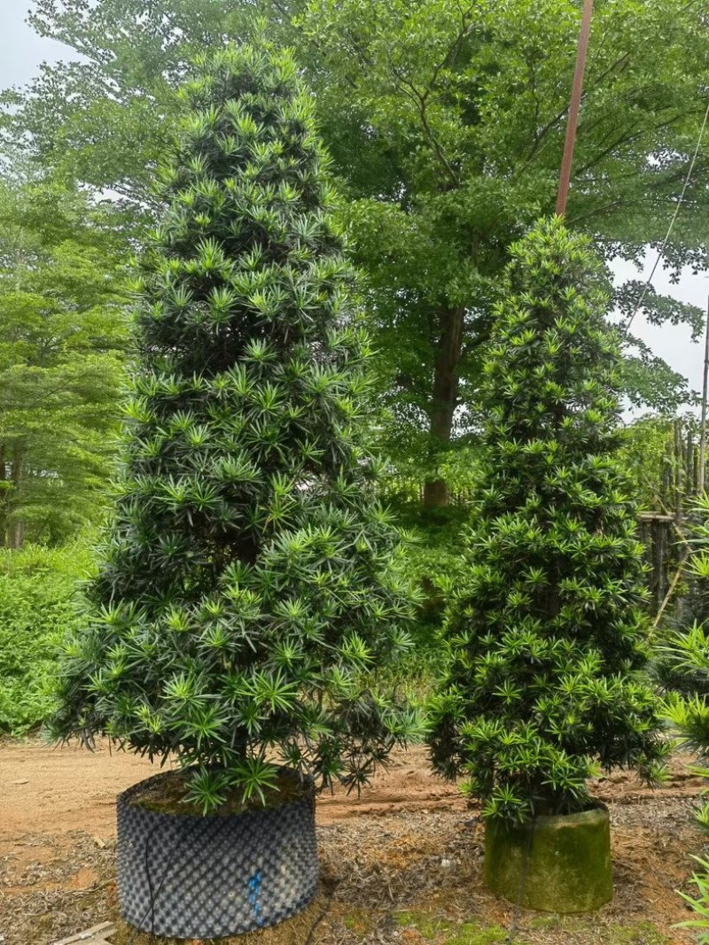 精品塔型罗汉松高度2至3米基地直销规格齐全欢迎来电