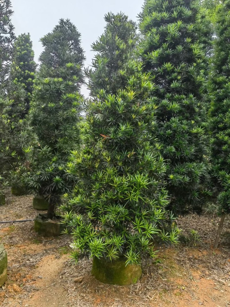 精品塔型罗汉松高度2至3米基地直销规格齐全欢迎来电