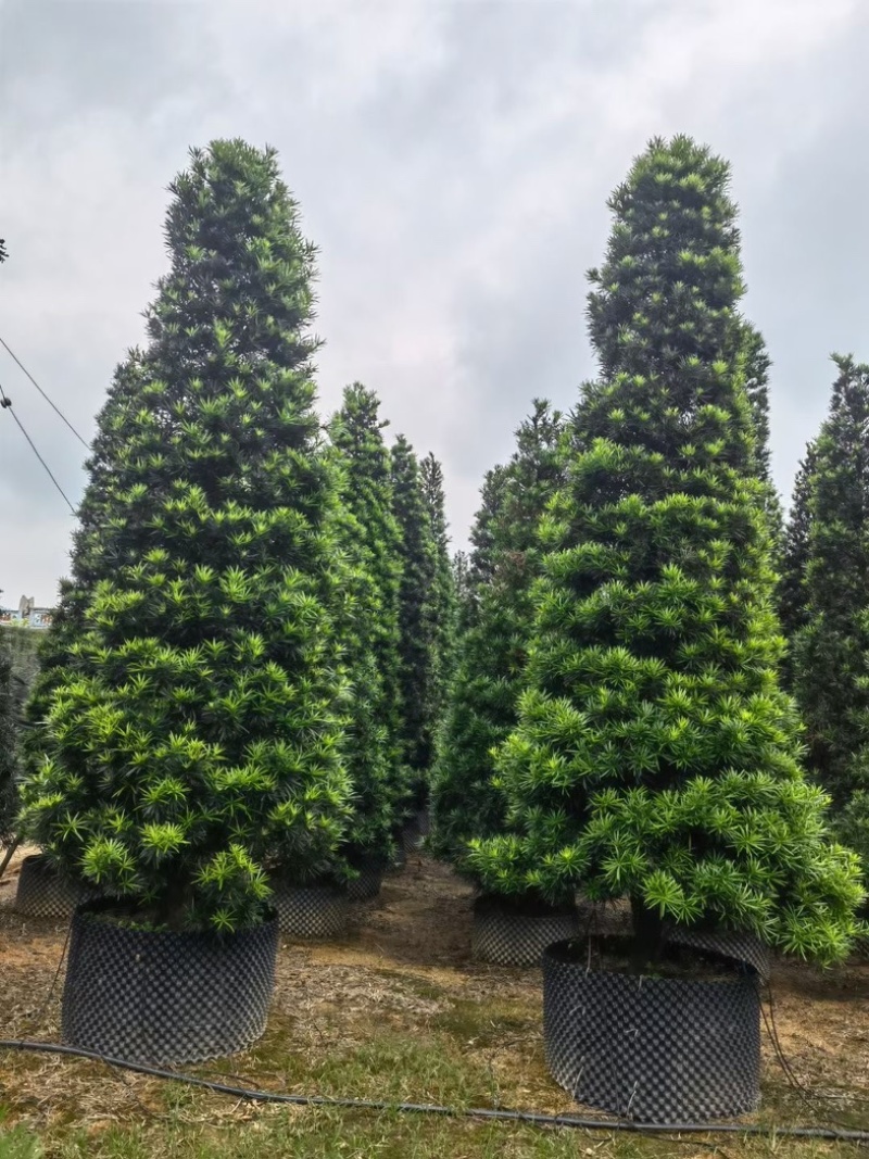 精品塔型罗汉松高度2至3米基地直销规格齐全欢迎来电