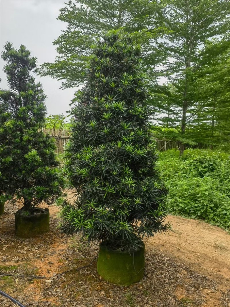 精品塔型罗汉松高度2至3米基地直销规格齐全欢迎来电