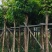 大花紫薇8～15公分基地直销规格齐全欢迎老板来电咨询