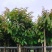 大花紫薇8～15公分基地直销规格齐全欢迎老板来电咨询