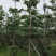小叶榄仁树5～15公分基地直销规格齐全欢迎老板来电