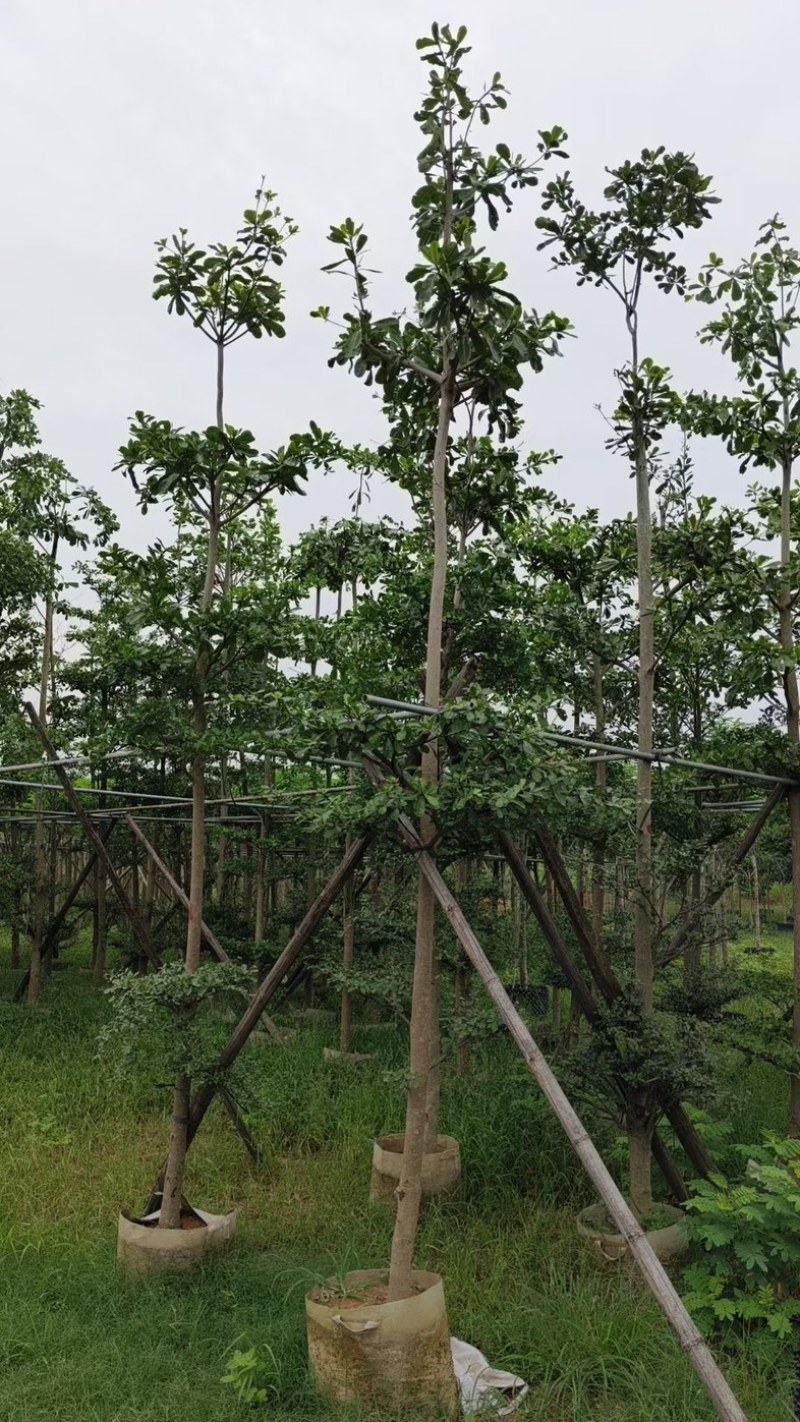 小叶榄仁树5～15公分基地直销规格齐全欢迎老板来电