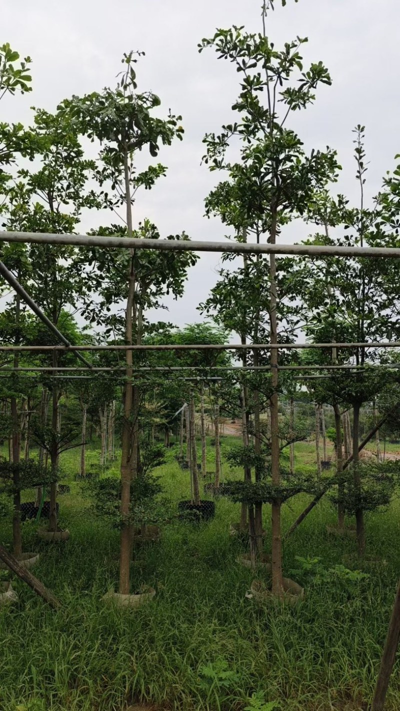 小叶榄仁树5～15公分基地直销规格齐全欢迎老板来电
