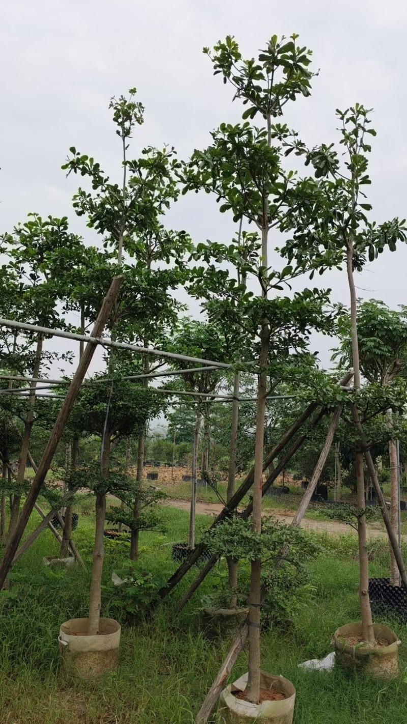 小叶榄仁树5～15公分基地直销规格齐全欢迎老板来电