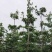 小叶榄仁树5～15公分基地直销规格齐全欢迎老板来电