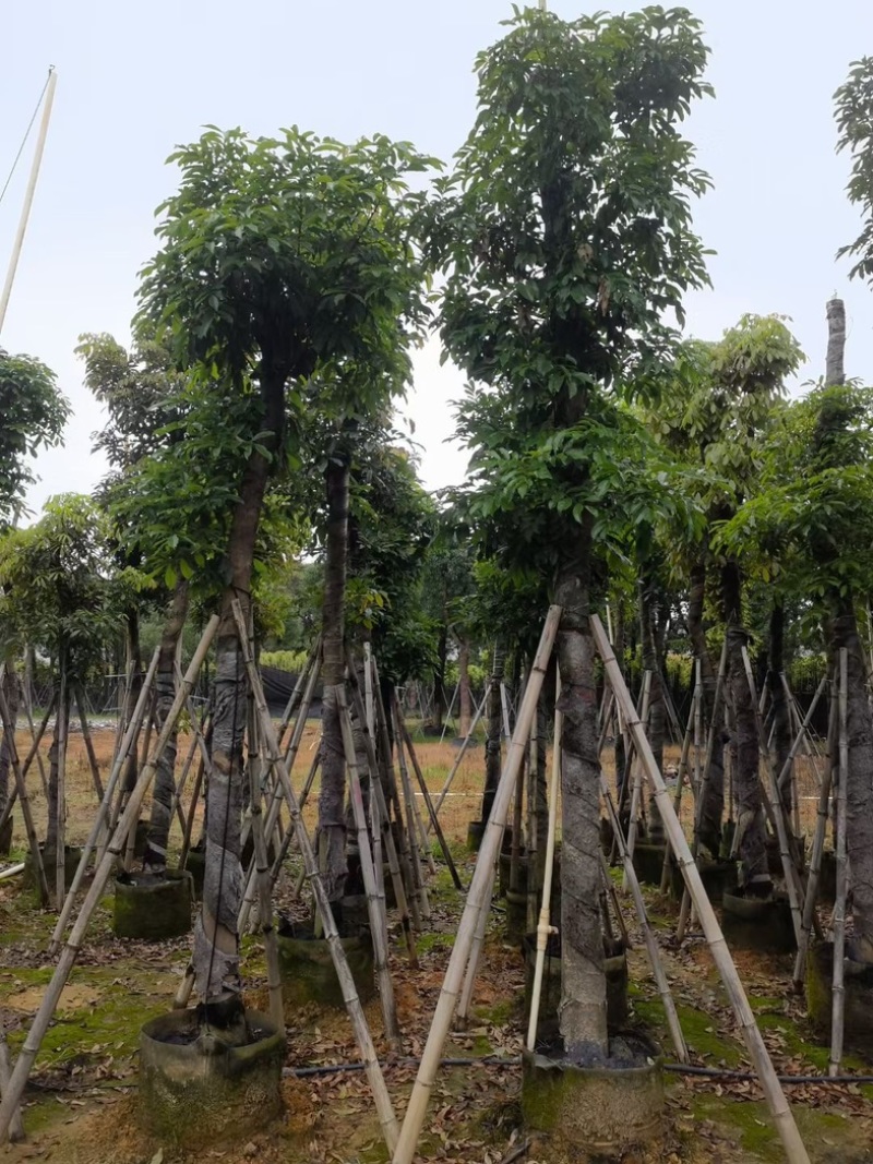 海南红豆树10～20公分基地直销规格齐全欢迎老板来电