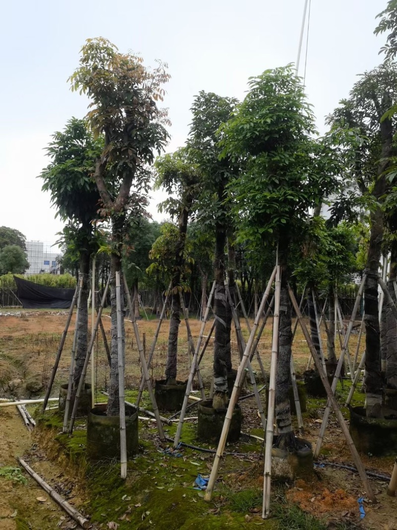 海南红豆树10～20公分基地直销规格齐全欢迎老板来电