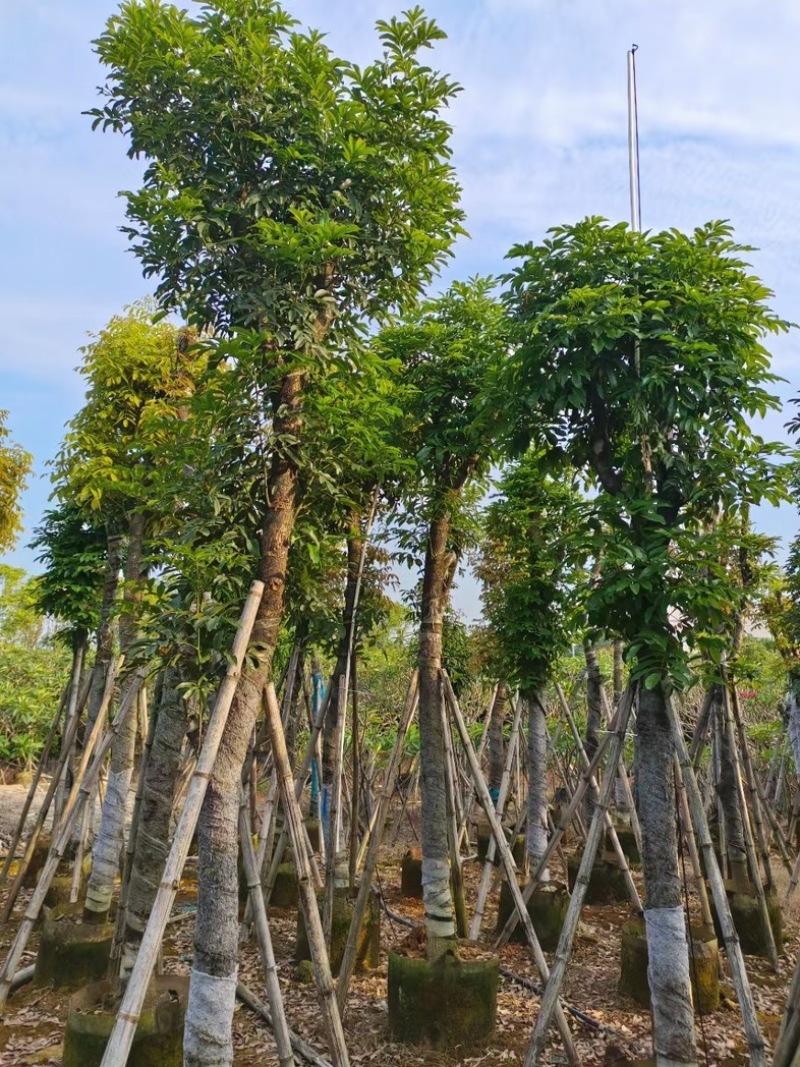 海南红豆树10～20公分基地直销规格齐全欢迎老板来电
