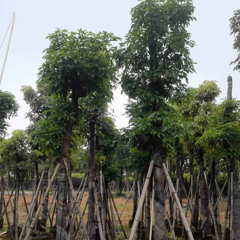海南红豆树10～20公分基地直销规格齐全欢迎老板来电