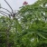 粉花山扁豆5～8公分基地直销规格齐全欢迎老板来电咨询