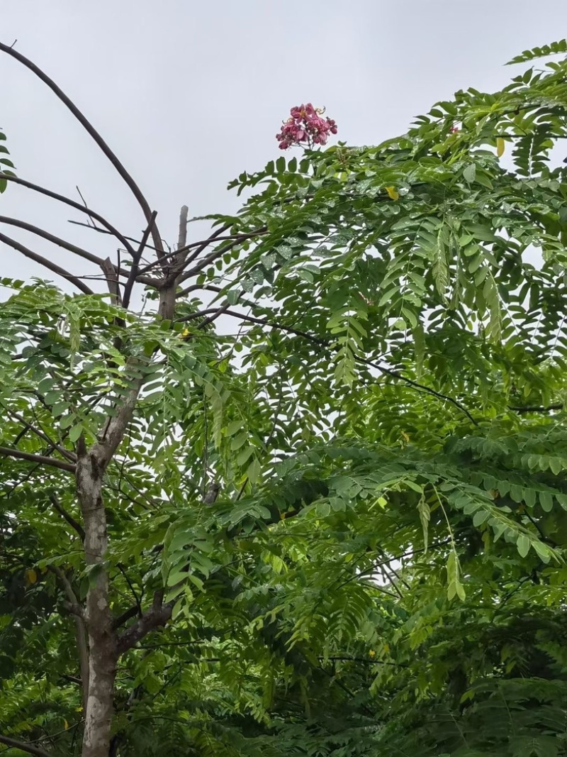 粉花山扁豆5～8公分基地直销规格齐全欢迎老板来电咨询