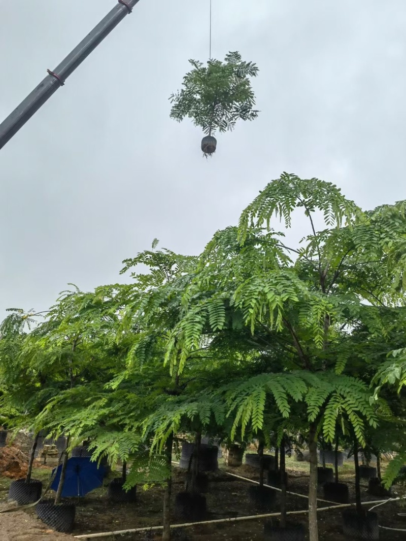 粉花山扁豆5～8公分基地直销规格齐全欢迎老板来电咨询