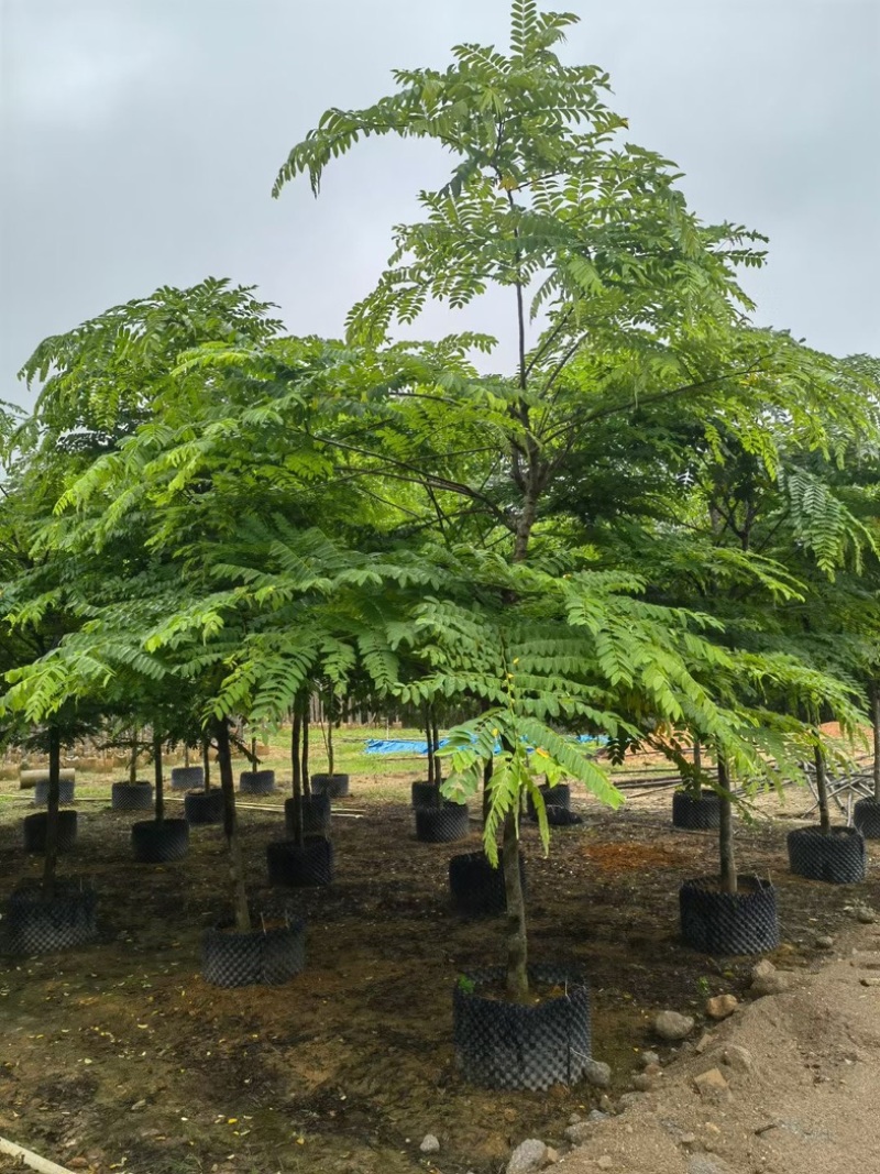 粉花山扁豆5～8公分基地直销规格齐全欢迎老板来电咨询