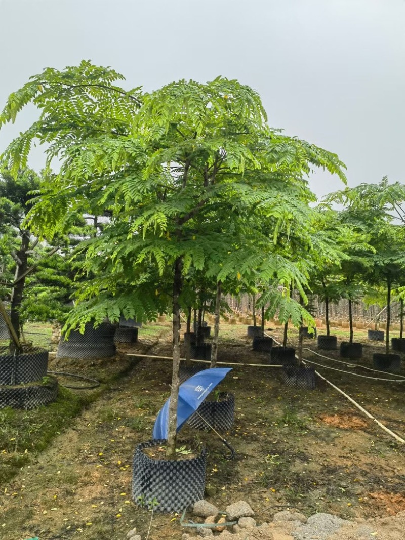 粉花山扁豆5～8公分基地直销规格齐全欢迎老板来电咨询