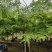 粉花山扁豆5～8公分基地直销规格齐全欢迎老板来电咨询