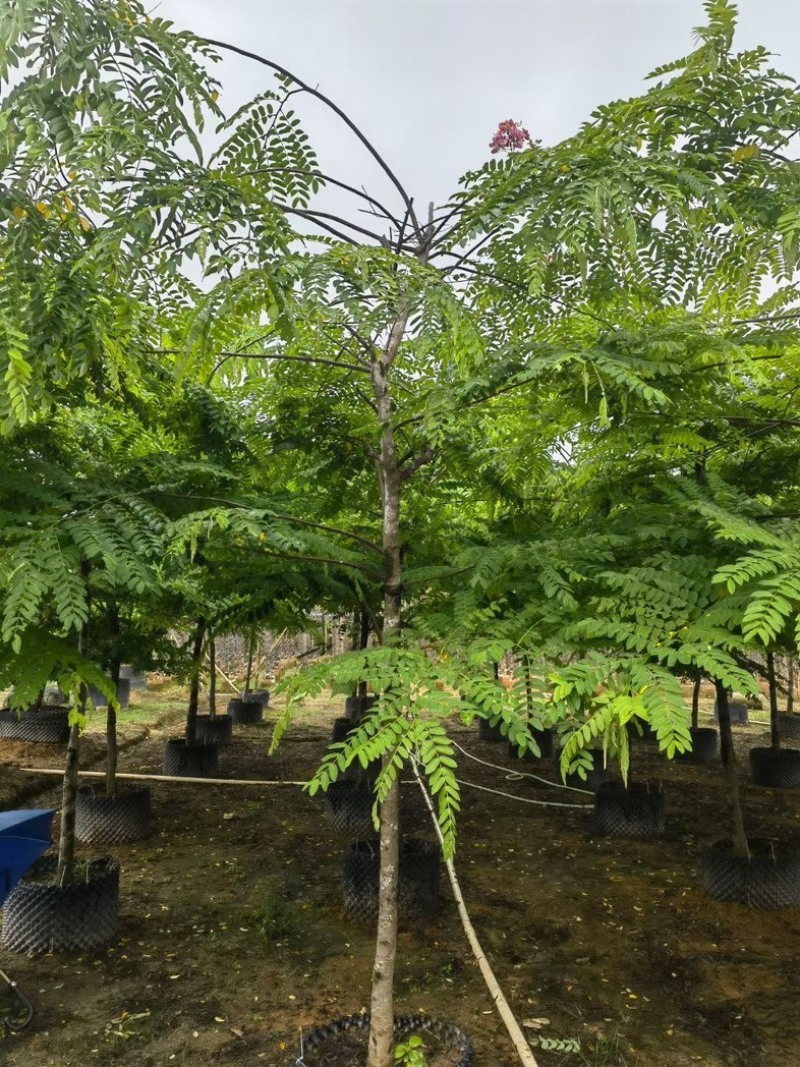 粉花山扁豆5～8公分基地直销规格齐全欢迎老板来电咨询