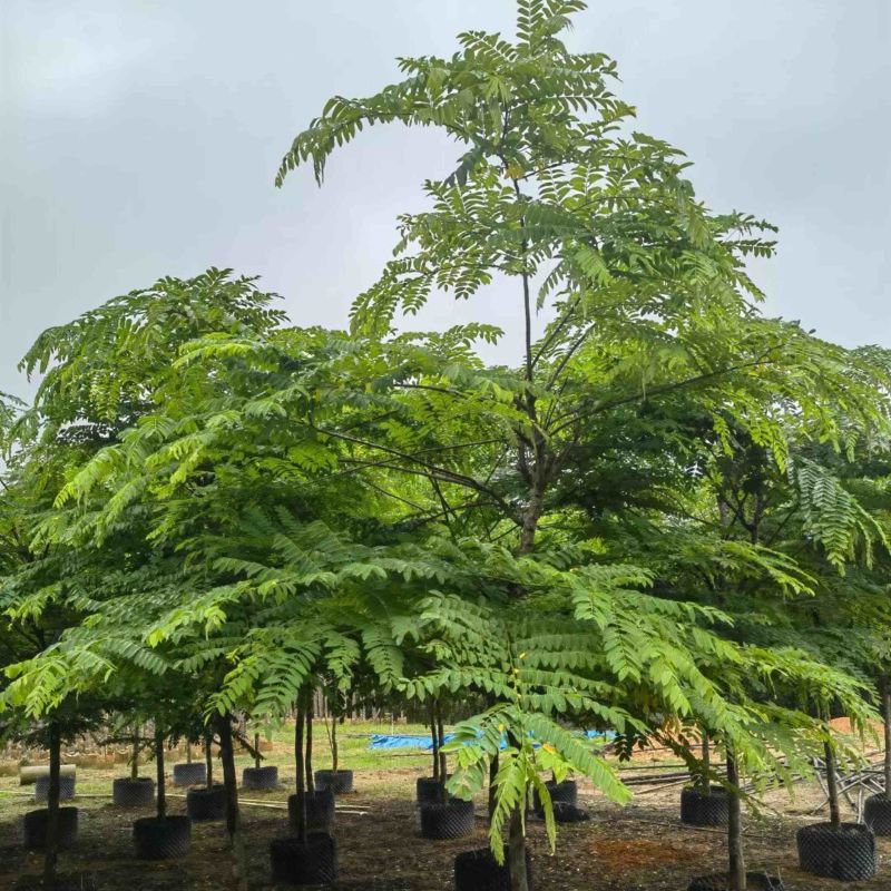 粉花山扁豆5～8公分基地直销规格齐全欢迎老板来电咨询