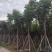 栾树/国庆花12～20公分基地直销规格齐全欢迎来电