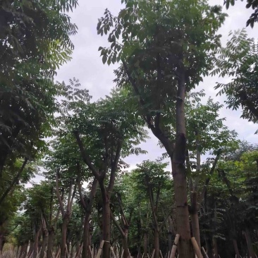 栾树/国庆花12～20公分基地直销规格齐全欢迎来电