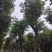 栾树/国庆花12～20公分基地直销规格齐全欢迎来电