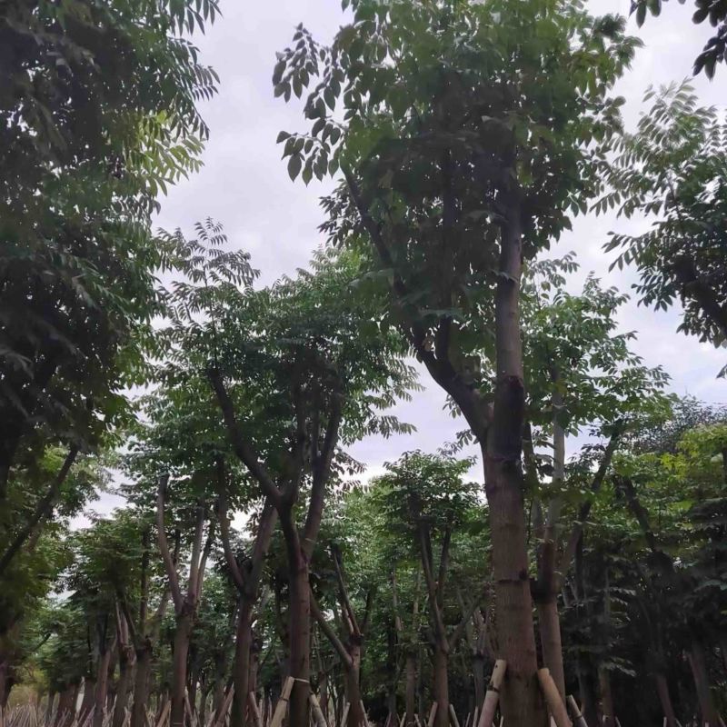 栾树/国庆花12～20公分基地直销规格齐全欢迎来电