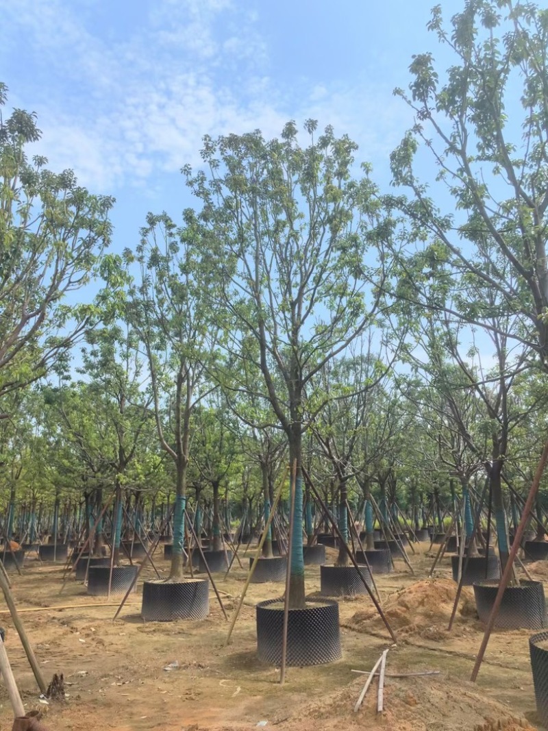 全冠香樟18～20公分基地直销规格齐全欢迎老板来电