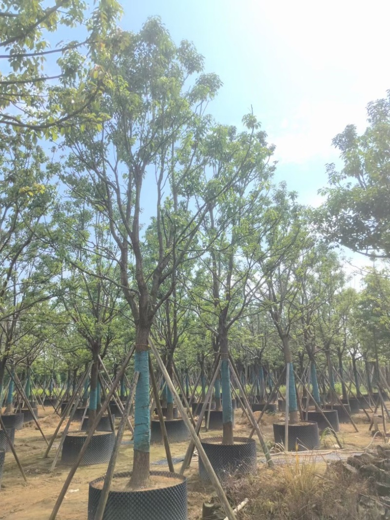 全冠香樟18～20公分基地直销规格齐全欢迎老板来电