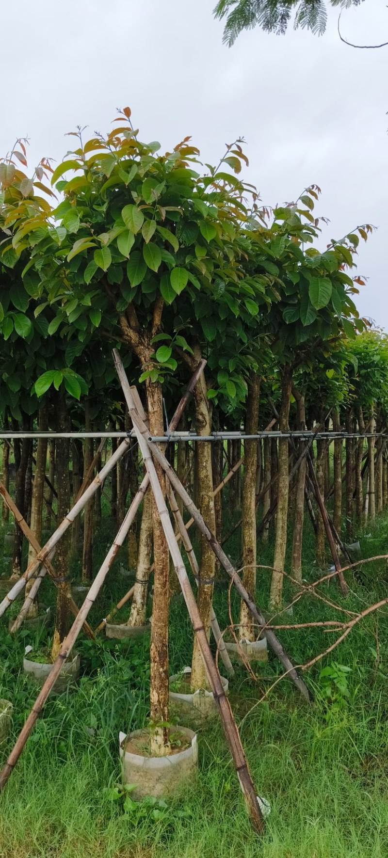 大叶紫薇8～12公分基地直销规格齐全欢迎老板来电咨询
