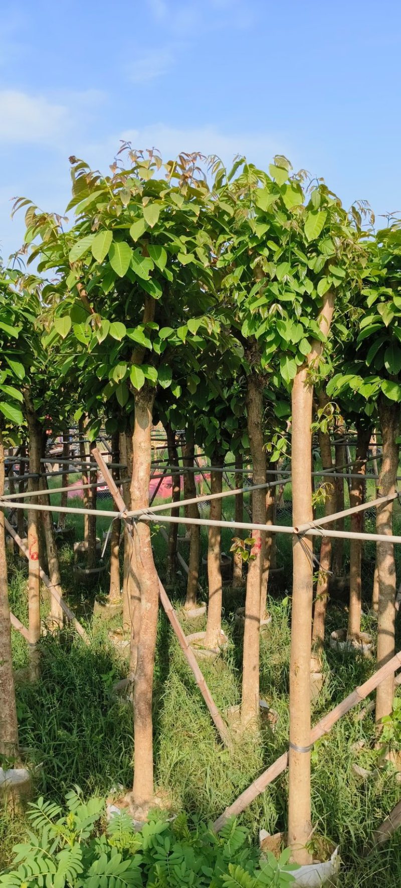 大叶紫薇8～12公分基地直销规格齐全欢迎老板来电咨询