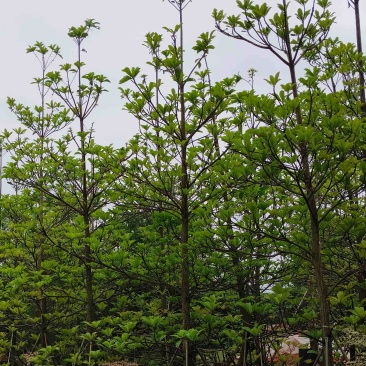 杜英8～15公分基地直销规格齐全欢迎老板来电咨询合作