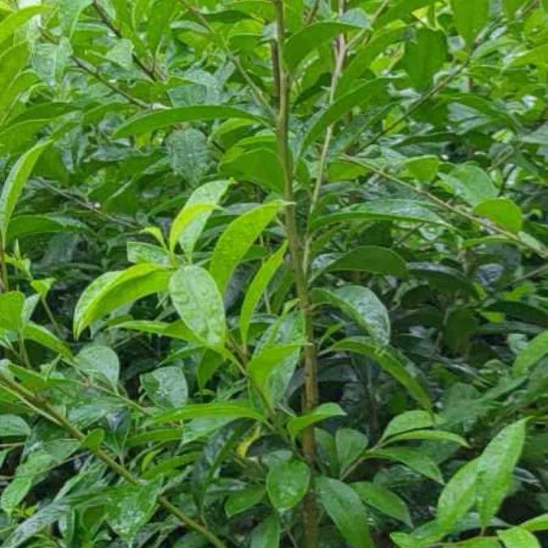 铁冬青苗/万紫千红苗1米至2米高基地直销规格齐全