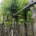 海南葡萄树10～15公分基地直销规格齐全欢迎老板来电