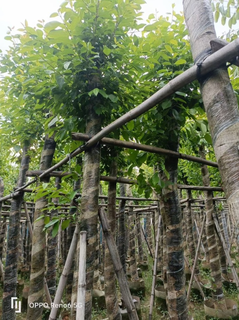 海南葡萄树10～15公分基地直销规格齐全欢迎老板来电
