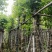 海南葡萄树10～15公分基地直销规格齐全欢迎老板来电
