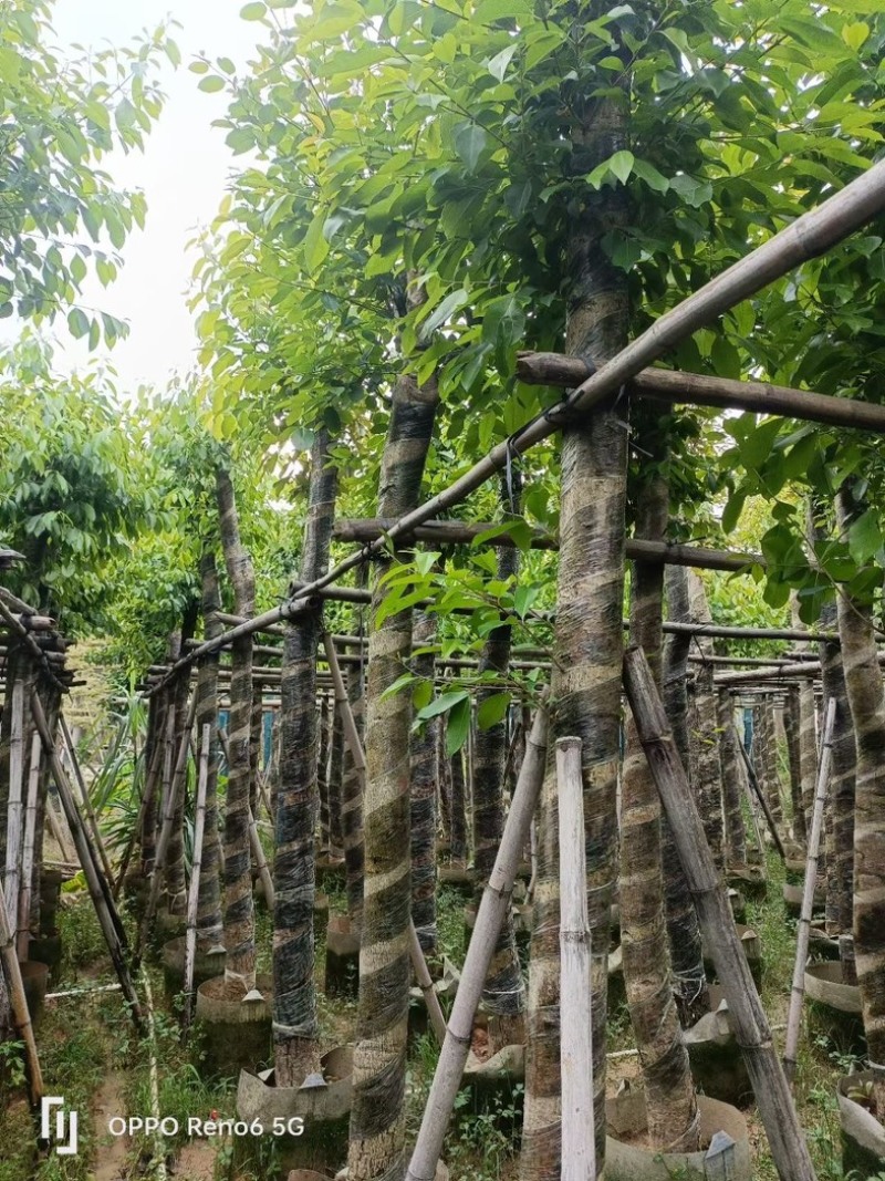 海南葡萄树10～15公分基地直销规格齐全欢迎老板来电