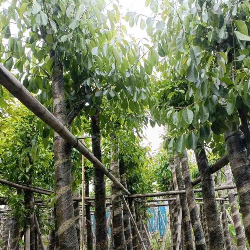 海南葡萄树10～15公分基地直销规格齐全欢迎老板来电