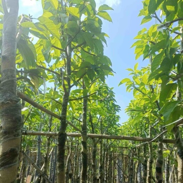 骨架白玉兰5～10公分基地直销规格齐全欢迎老板来电