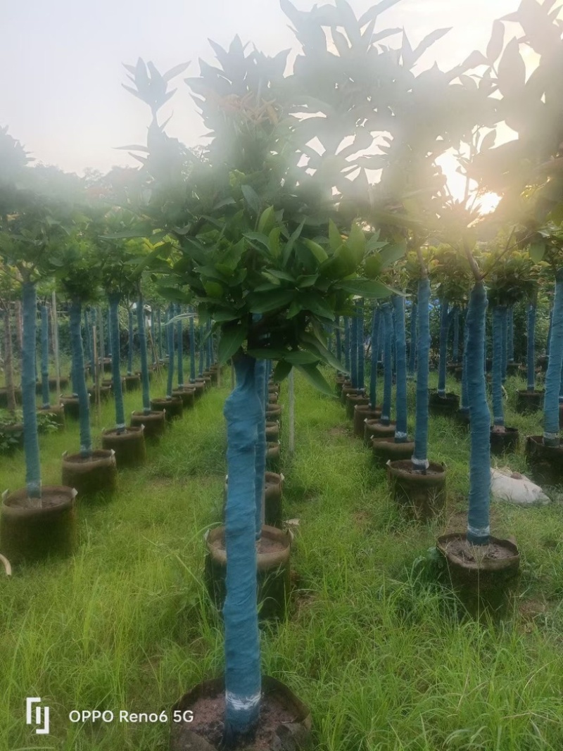 洋蒲桃/莲雾5～10公分基地直销规格齐全欢迎老板来电