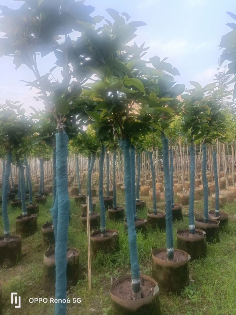 洋蒲桃/莲雾5～10公分基地直销规格齐全欢迎老板来电