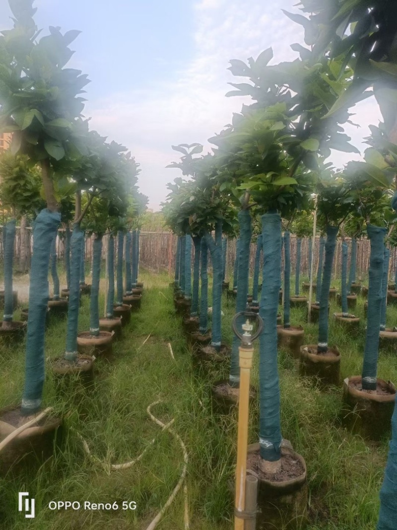 洋蒲桃/莲雾5～10公分基地直销规格齐全欢迎老板来电