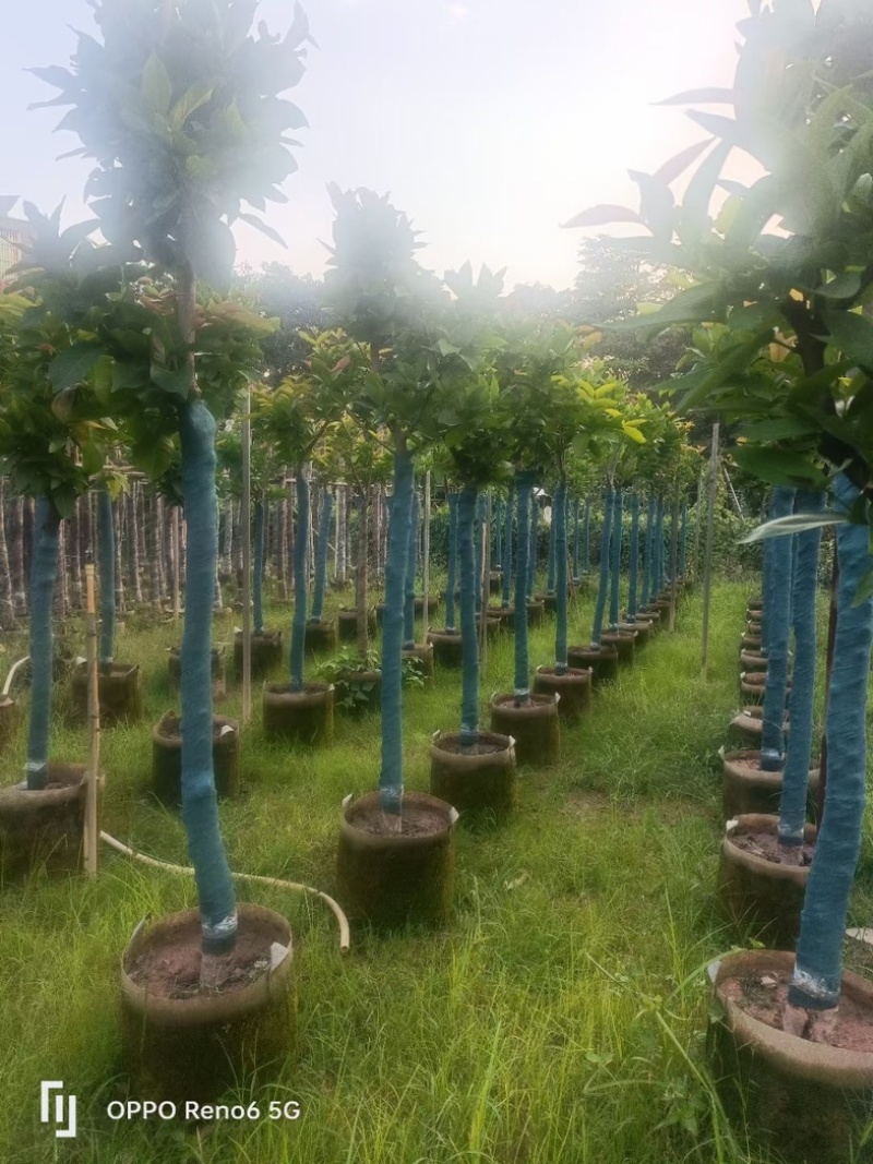 洋蒲桃/莲雾5～10公分基地直销规格齐全欢迎老板来电