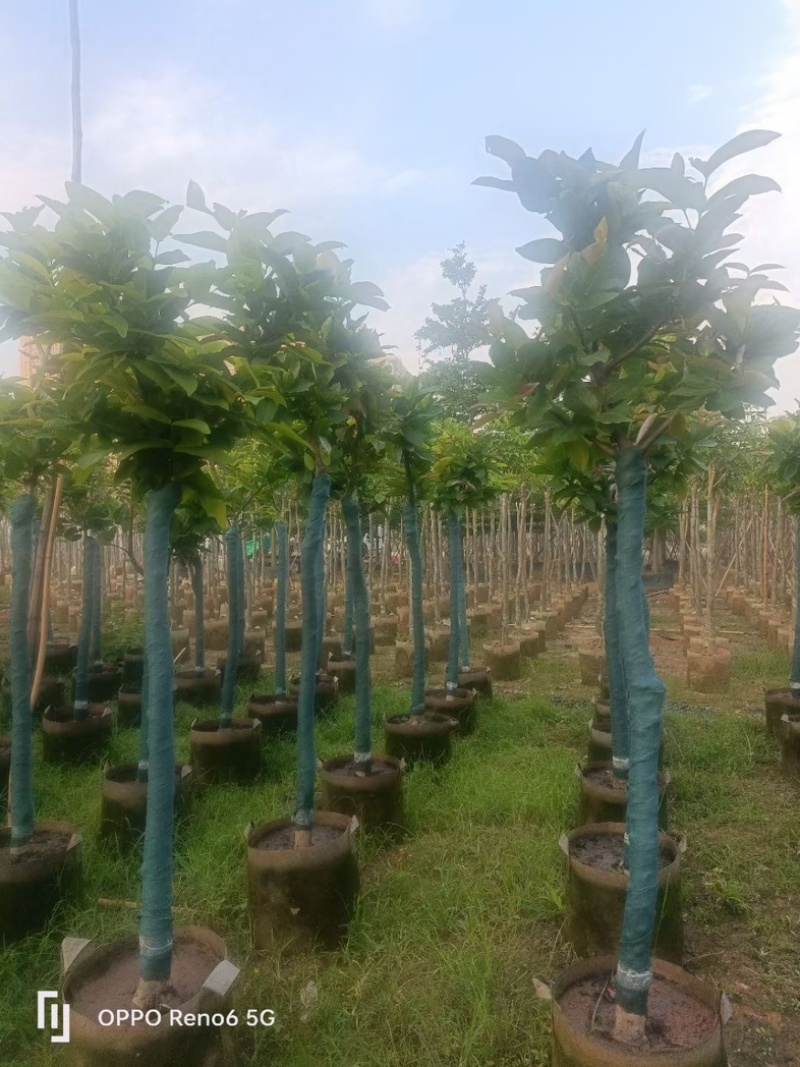 洋蒲桃/莲雾5～10公分基地直销规格齐全欢迎老板来电