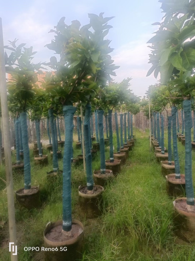 洋蒲桃/莲雾5～10公分基地直销规格齐全欢迎老板来电
