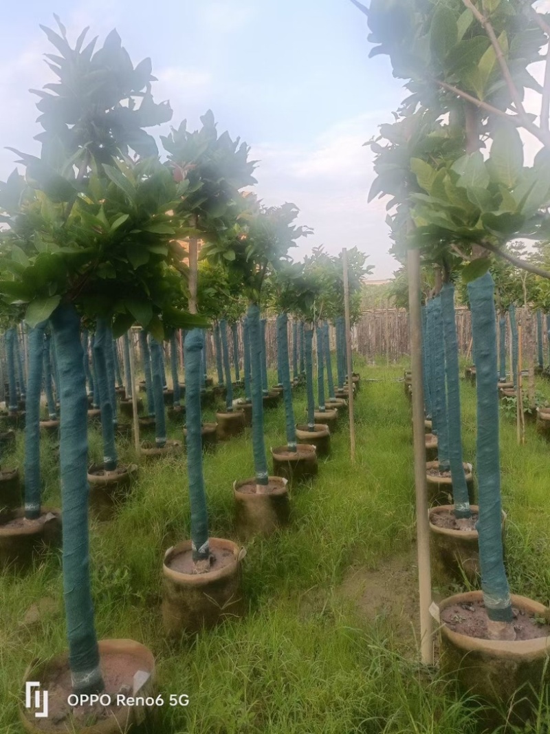 洋蒲桃/莲雾5～10公分基地直销规格齐全欢迎老板来电