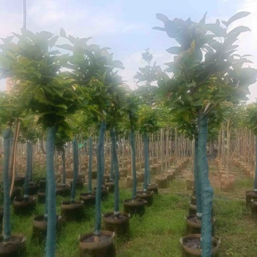 洋蒲桃/莲雾5～10公分基地直销规格齐全欢迎老板来电