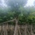 大骨架大叶紫薇10～15公分基地直销规格齐全欢迎来电